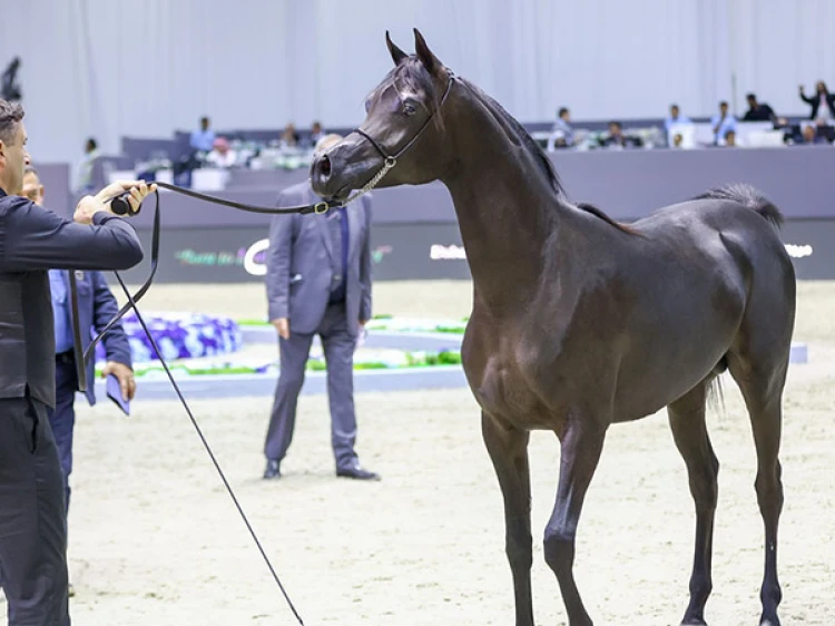 Arabian-Horse